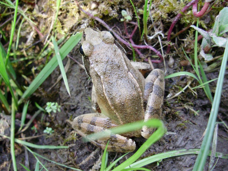 Rana dalmatina e suo habitat